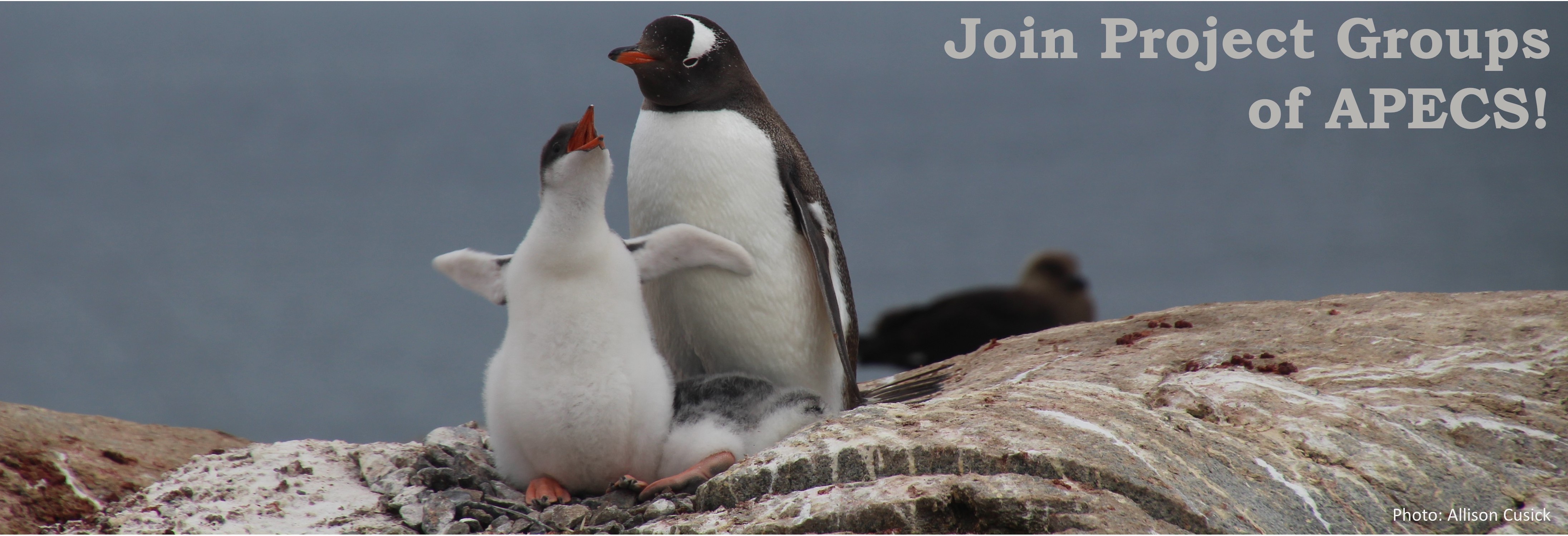 Banner PG Call Allison Cusick 2