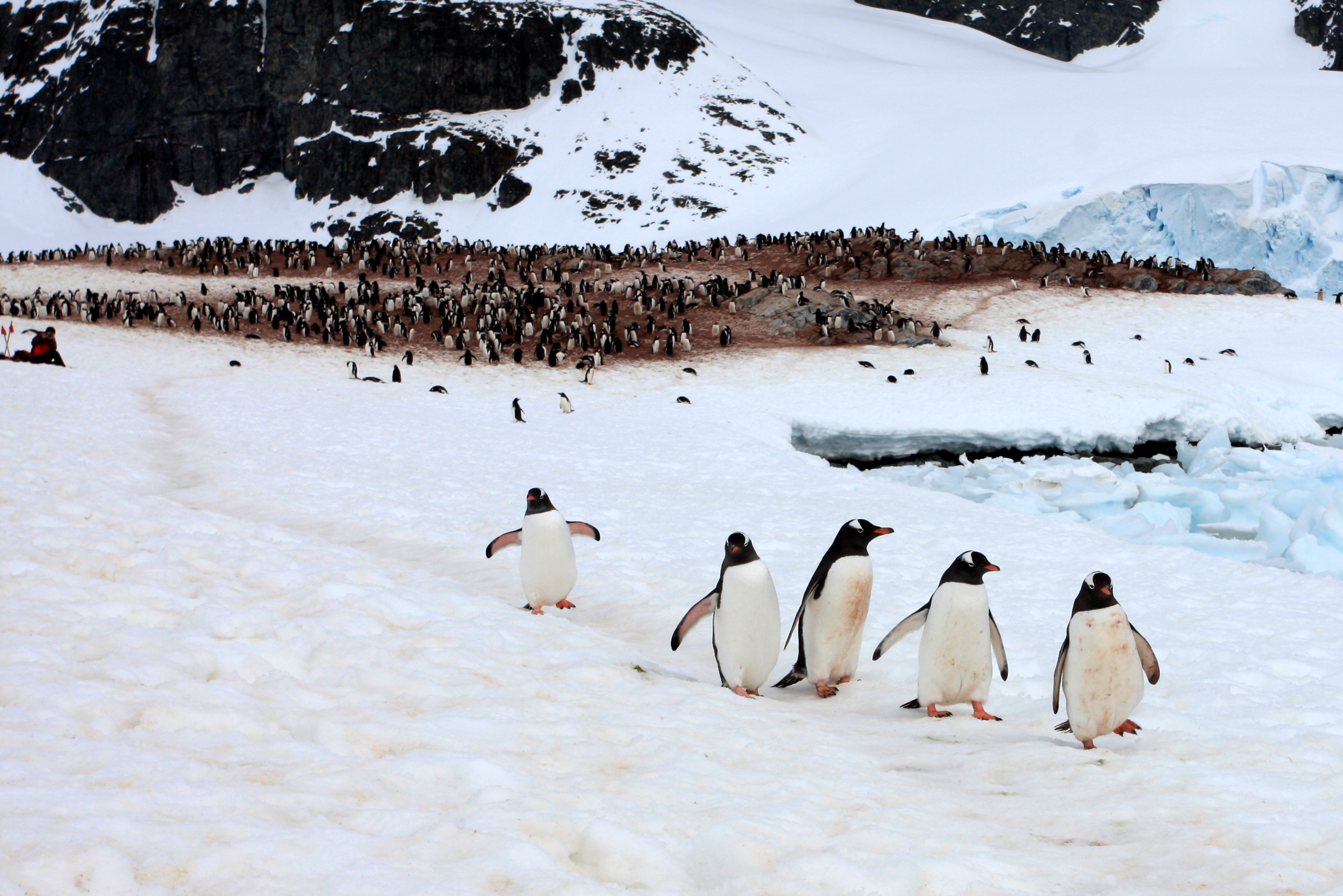 284 Wilson Wai Yin Cheung Polar Week March 2021 Photo Competition