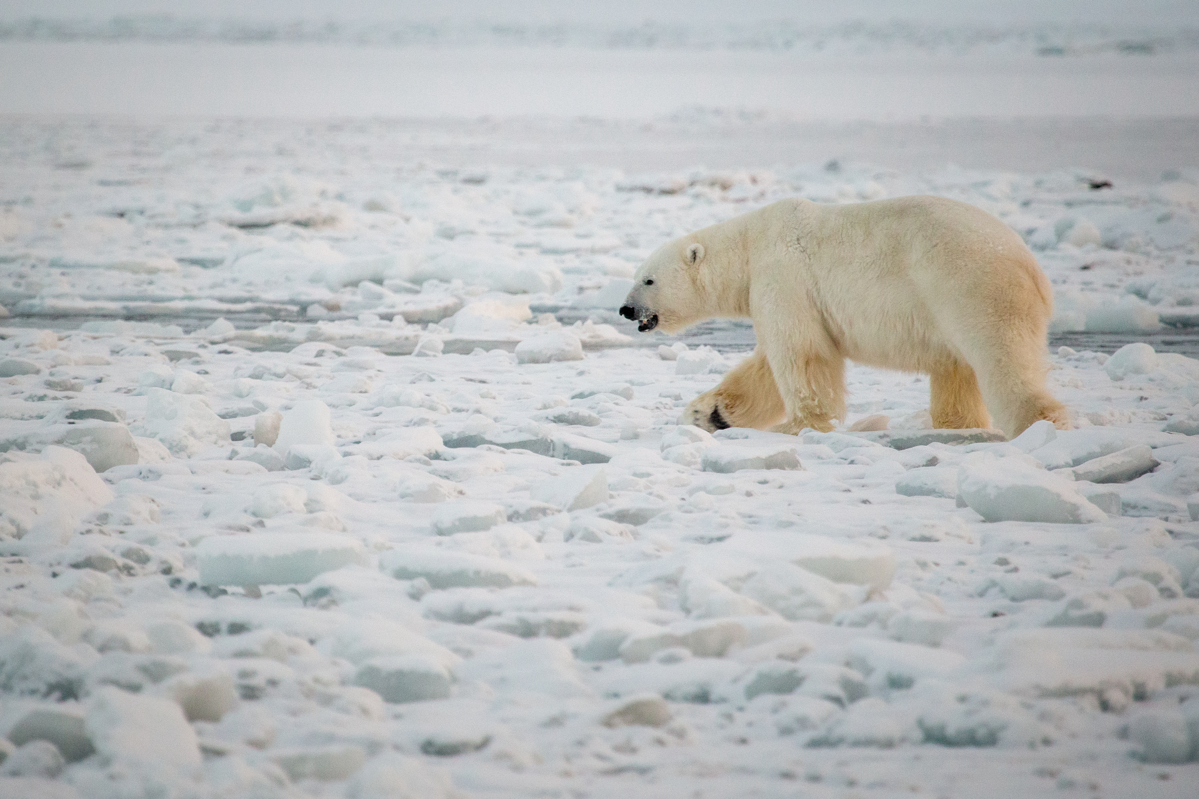 Wilson Wai Yin Cheung Nature
